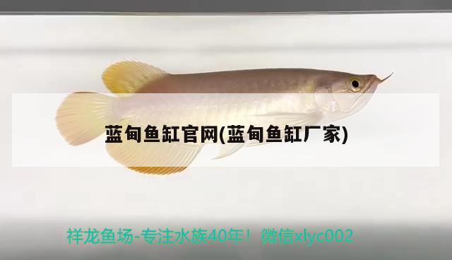 藍(lán)甸魚缸官網(wǎng)(藍(lán)甸魚缸廠家) 黃金達(dá)摩魚