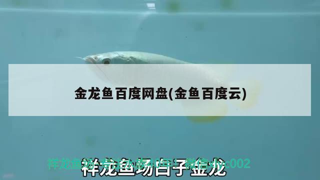 金龍魚百度網(wǎng)盤(金魚百度云) 丹頂錦鯉魚 第2張