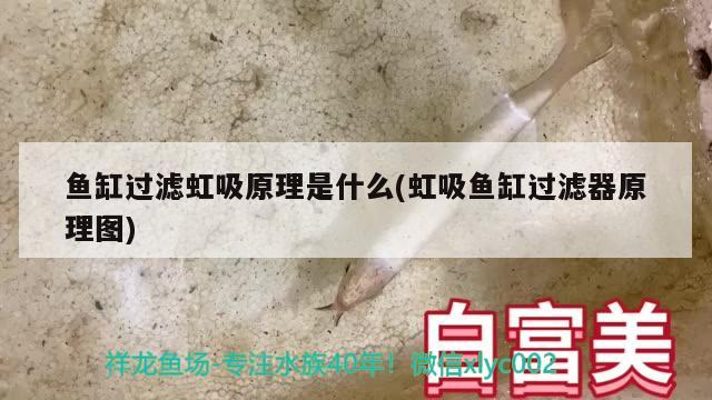 魚缸過濾虹吸原理是什么(虹吸魚缸過濾器原理圖)