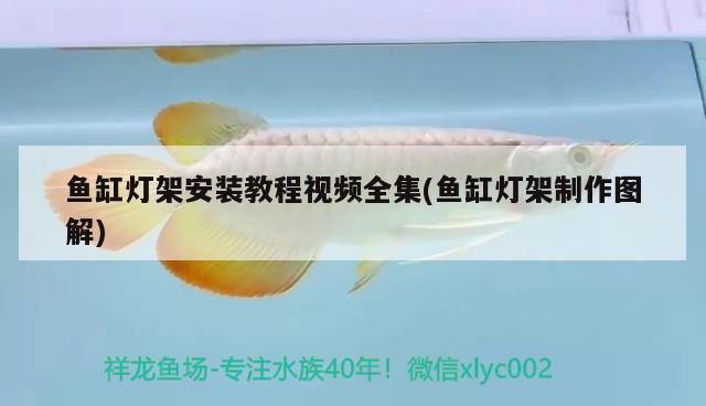 魚缸燈架安裝教程視頻全集(魚缸燈架制作圖解) 白子銀龍苗（黃化銀龍苗）