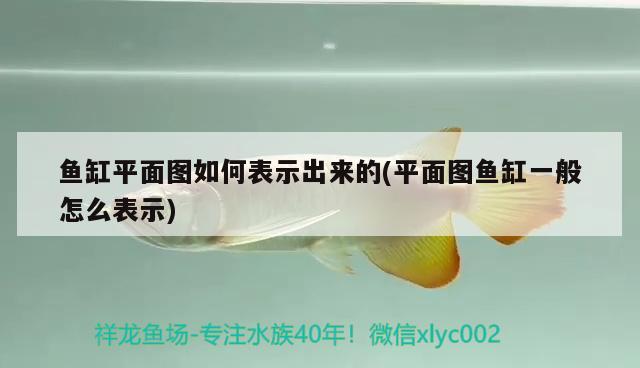 魚缸平面圖如何表示出來的(平面圖魚缸一般怎么表示) 黃金招財貓魚