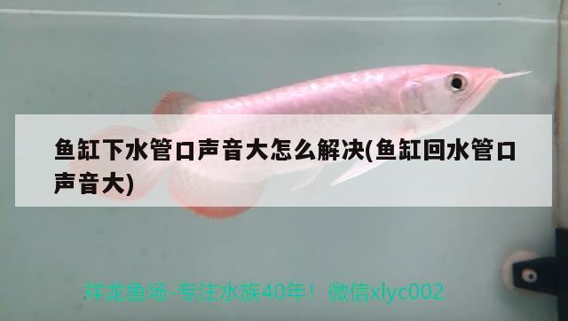 魚缸下水管口聲音大怎么解決(魚缸回水管口聲音大) 肥料