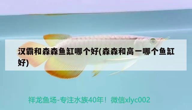 漢霸和森森魚缸哪個(gè)好(森森和高一哪個(gè)魚缸好) 生態(tài)瓶/創(chuàng)意缸/桌面微景缸