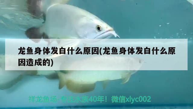 龍魚身體發(fā)白什么原因(龍魚身體發(fā)白什么原因造成的) 錦鯉池魚池建設(shè)