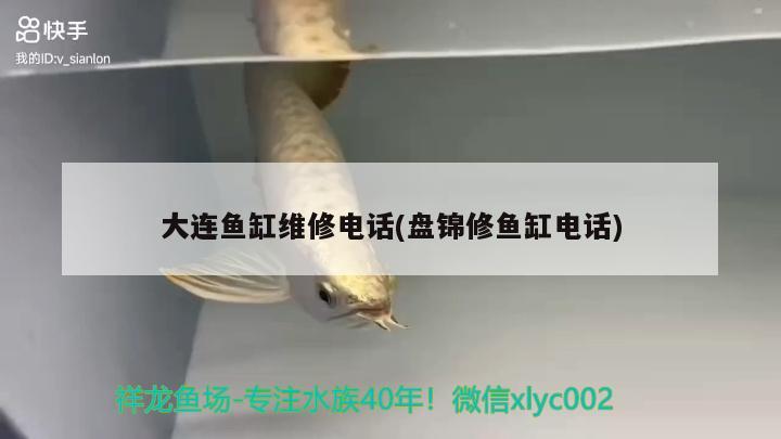 大連魚缸維修電話(盤錦修魚缸電話) 黃金招財貓魚