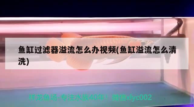 魚缸過濾器溢流怎么辦視頻(魚缸溢流怎么清洗) 和尚魚