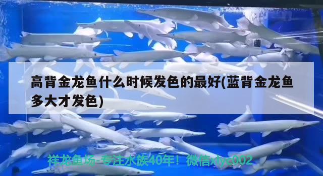 高背金龍魚什么時(shí)候發(fā)色的最好(藍(lán)背金龍魚多大才發(fā)色) 高背金龍魚