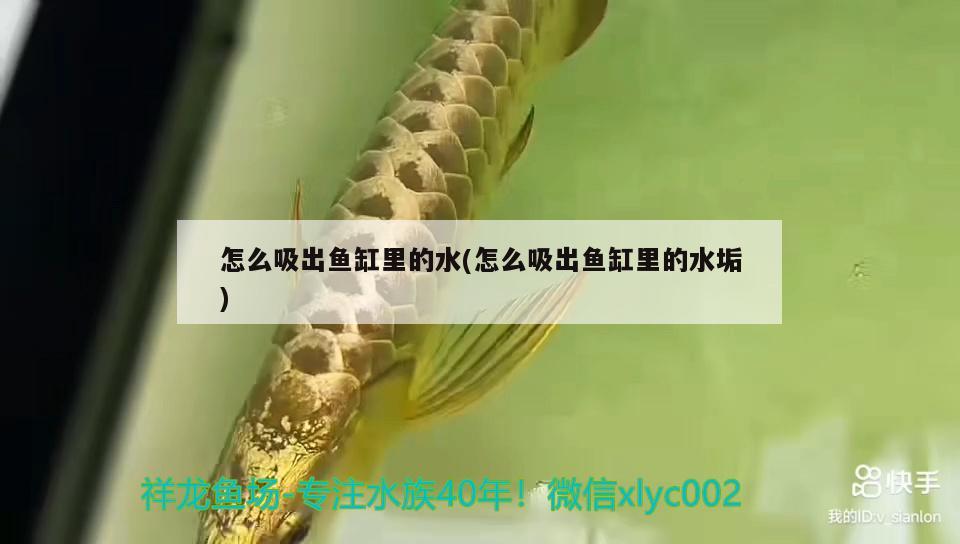 怎么吸出魚(yú)缸里的水(怎么吸出魚(yú)缸里的水垢) 觀(guān)賞魚(yú)