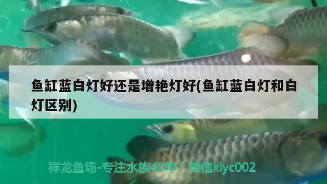 魚缸藍白燈好還是增艷燈好(魚缸藍白燈和白燈區(qū)別)