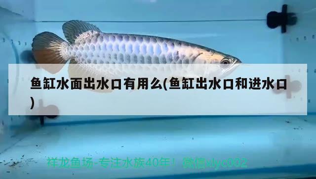 包含銀龍魚混養(yǎng)最佳伴侶魚苗的詞條