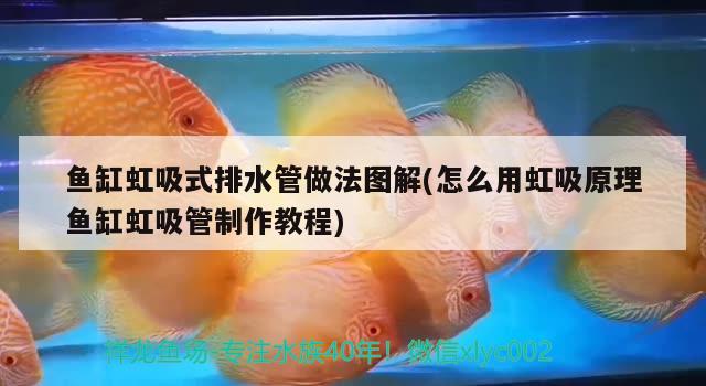 什么牌魚缸牌子最好最安全(什么牌魚缸牌子最好最安全的) 馬拉莫寶石魚