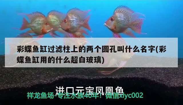 彩蝶魚缸過濾柱上的兩個圓孔叫什么名字(彩蝶魚缸用的什么超白玻璃) 虎魚魚苗