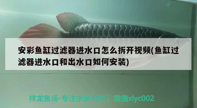 安彩魚缸過濾器進水口怎么拆開視頻(魚缸過濾器進水口和出水口如何安裝) 豹紋夫魚苗