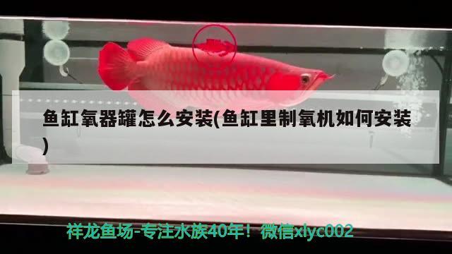 魚缸氧器罐怎么安裝(魚缸里制氧機(jī)如何安裝) 黃金達(dá)摩魚