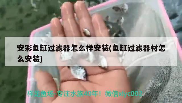 安彩魚缸過濾器怎么樣安裝(魚缸過濾器材怎么安裝) BD魟魚