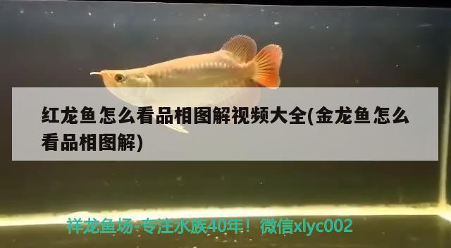 紅龍魚怎么看品相圖解視頻大全(金龍魚怎么看品相圖解) 金龍魚糧