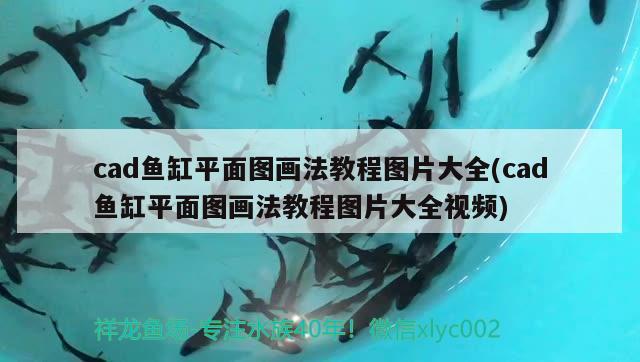 cad魚(yú)缸平面圖畫(huà)法教程圖片大全(cad魚(yú)缸平面圖畫(huà)法教程圖片大全視頻)