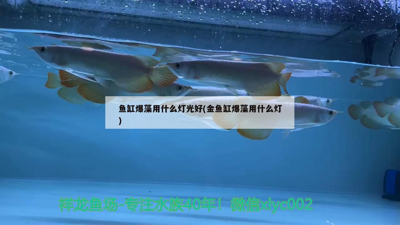 魚缸爆藻用什么燈光好(金魚缸爆藻用什么燈) 水族維護(hù)服務(wù)（上門）