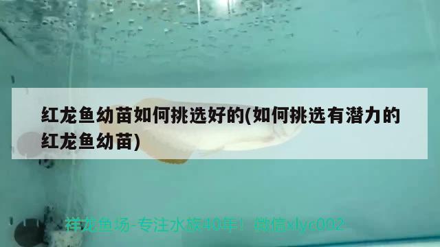 紅龍魚價格表（紅龍魚價格表圖片大全） 帝王迷宮魚 第1張