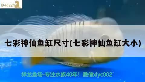 七彩神仙魚缸尺寸(七彩神仙魚缸大小)