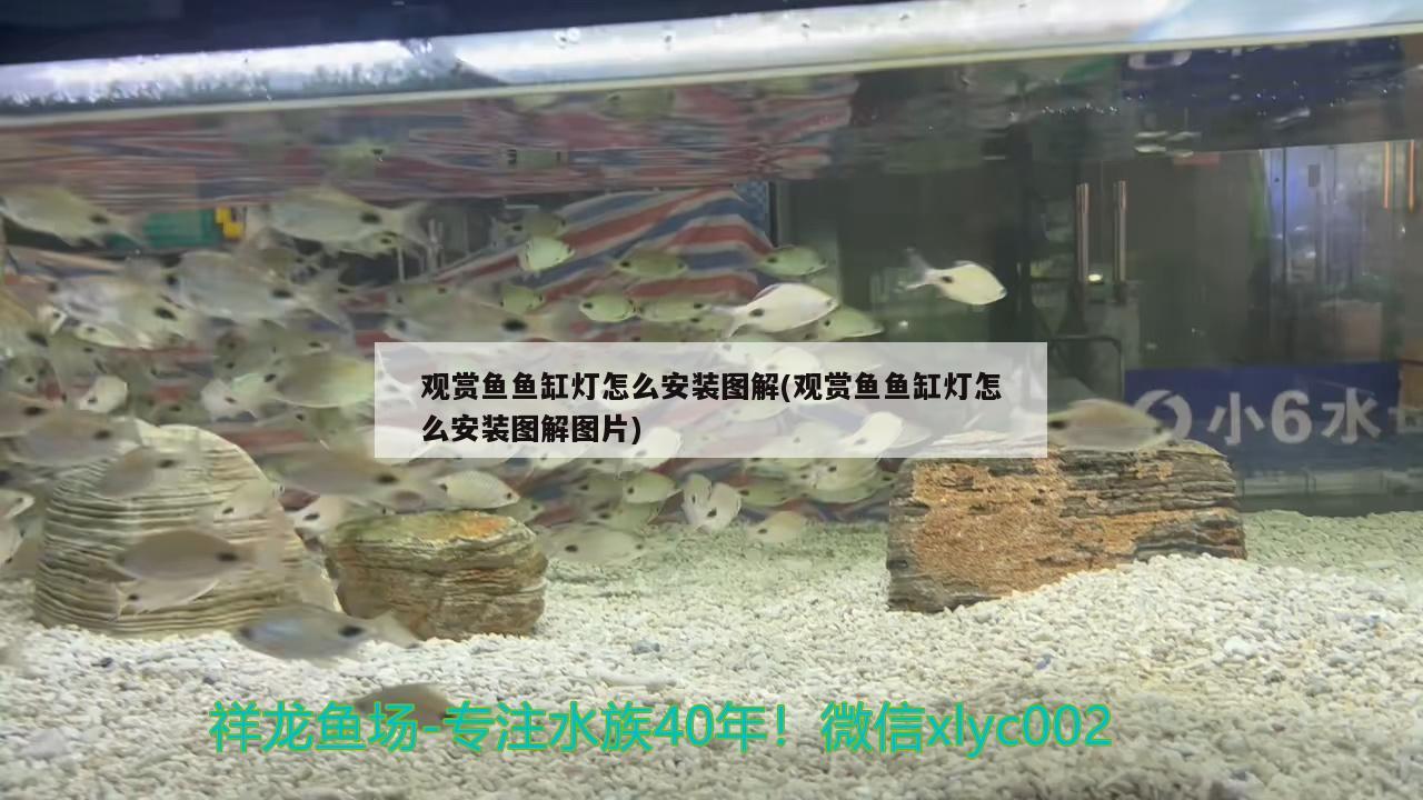 觀賞魚魚缸燈怎么安裝圖解(觀賞魚魚缸燈怎么安裝圖解圖片)