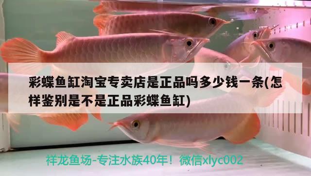 彩蝶魚缸淘寶專賣店是正品嗎多少錢一條(怎樣鑒別是不是正品彩蝶魚缸)