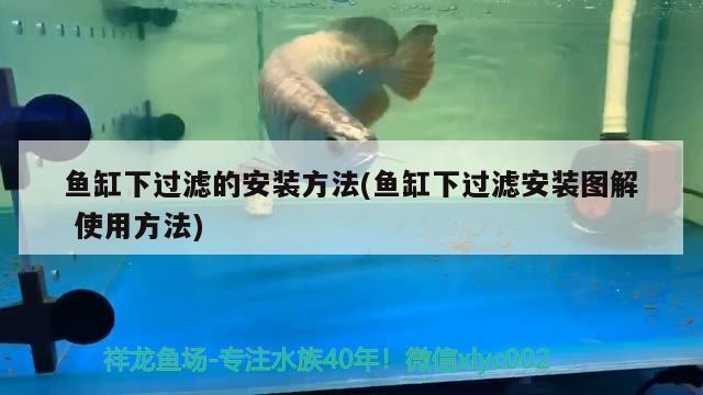 魚缸下過濾的安裝方法(魚缸下過濾安裝圖解使用方法)