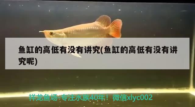 魚缸的高低有沒(méi)有講究(魚缸的高低有沒(méi)有講究呢) 肺魚