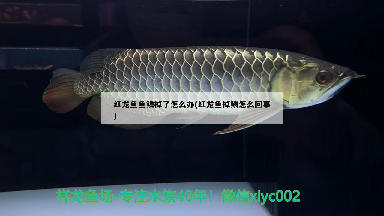 紅龍魚魚鱗掉了怎么辦(紅龍魚掉鱗怎么回事)