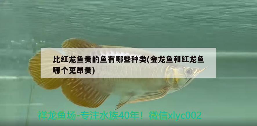 比紅龍魚貴的魚有哪些種類(金龍魚和紅龍魚哪個更昂貴)