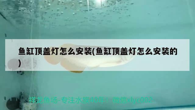 魚缸頂蓋燈怎么安裝(魚缸頂蓋燈怎么安裝的)