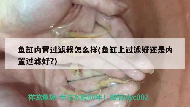 魚缸內(nèi)置過濾器怎么樣(魚缸上過濾好還是內(nèi)置過濾好?) 哥倫比亞巨暴魚苗