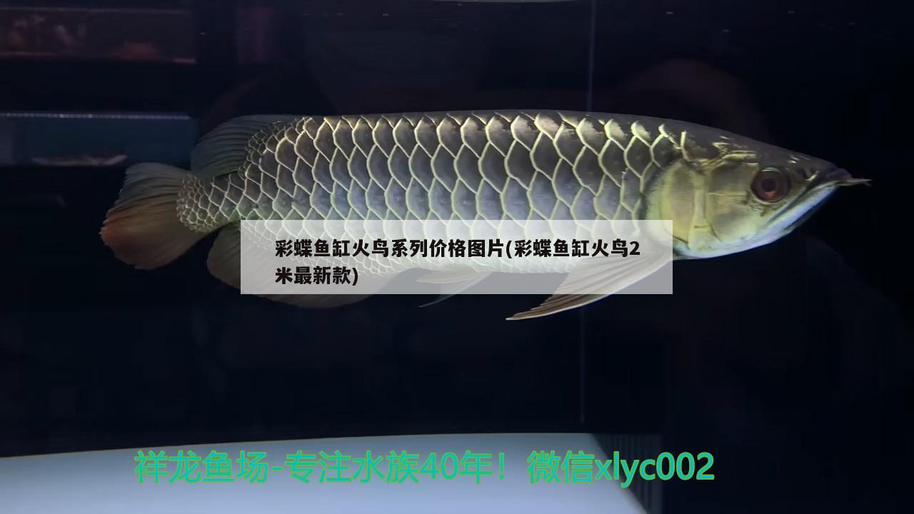 彩蝶魚缸火鳥系列價(jià)格圖片(彩蝶魚缸火鳥2米最新款) 祥龍進(jìn)口元寶鳳凰魚