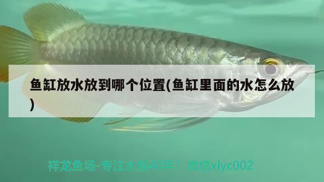 魚缸放水放到哪個位置(魚缸里面的水怎么放)