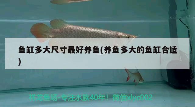 魚(yú)缸多大尺寸最好養(yǎng)魚(yú)(養(yǎng)魚(yú)多大的魚(yú)缸合適) 銀河星鉆魚(yú)