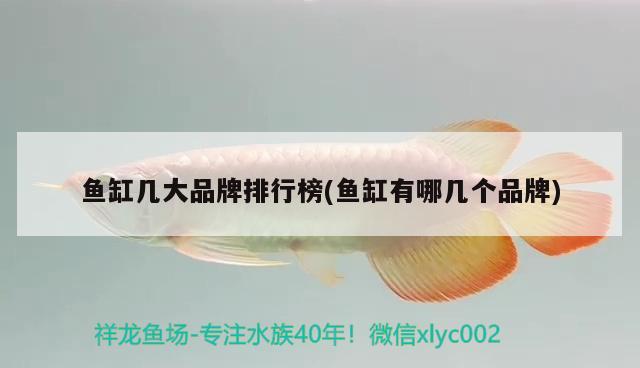 魚缸幾大品牌排行榜(魚缸有哪幾個(gè)品牌) 過背金龍魚