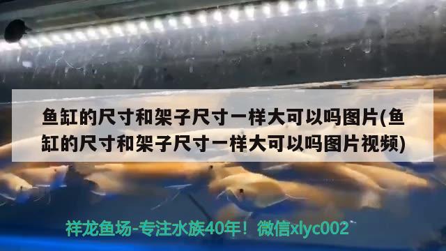 魚(yú)缸的尺寸和架子尺寸一樣大可以嗎圖片(魚(yú)缸的尺寸和架子尺寸一樣大可以嗎圖片視頻) 水族世界