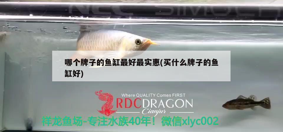 哪個牌子的魚缸最好最實惠(買什么牌子的魚缸好) 硝化細(xì)菌