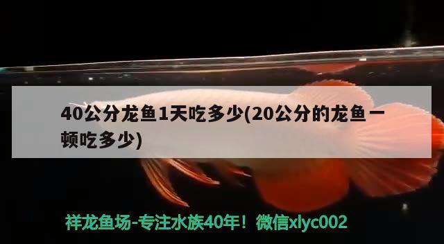 40公分龍魚(yú)1天吃多少(20公分的龍魚(yú)一頓吃多少) 三間鼠魚(yú)