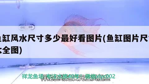 金龍魚和雷龍魚可以混養(yǎng)嗎圖片對比（銀龍魚和雷龍魚能混養(yǎng)嗎） 銀龍魚百科 第2張