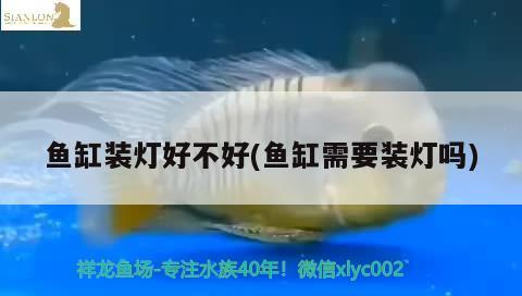 魚缸裝燈好不好(魚缸需要裝燈嗎)