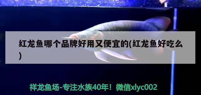 紅龍魚哪個品牌好用又便宜的(紅龍魚好吃么) 白子銀版魚苗