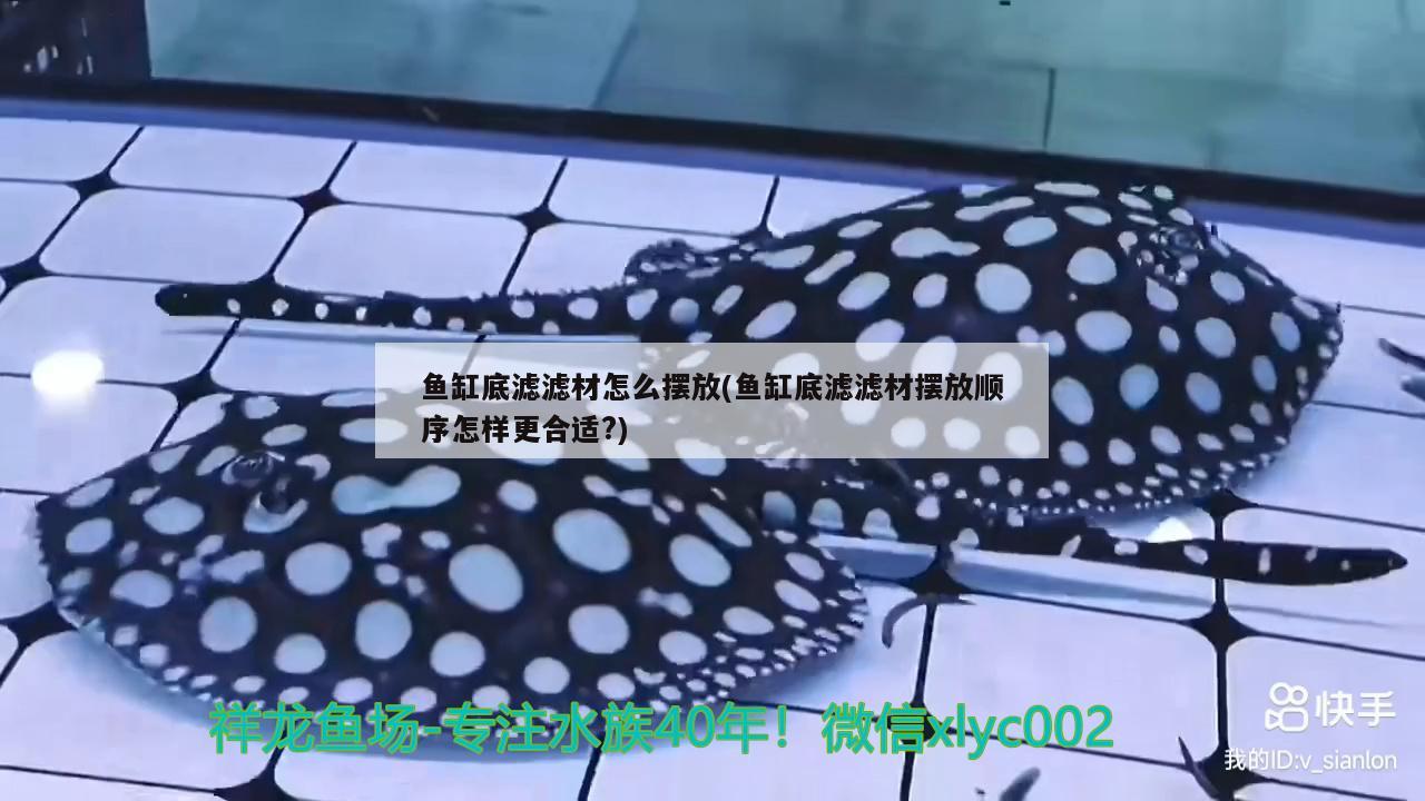 魚(yú)缸底濾濾材怎么擺放(魚(yú)缸底濾濾材擺放順序怎樣更合適?) 新加坡號(hào)半紅龍魚(yú)（練手級(jí)紅龍魚(yú)）