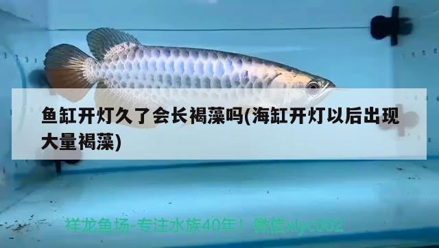 魚(yú)缸開(kāi)燈久了會(huì)長(zhǎng)褐藻嗎(海缸開(kāi)燈以后出現(xiàn)大量褐藻) 其它水族用具設(shè)備