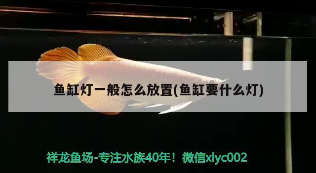 魚缸燈一般怎么放置(魚缸要什么燈) 斑馬鴨嘴魚苗