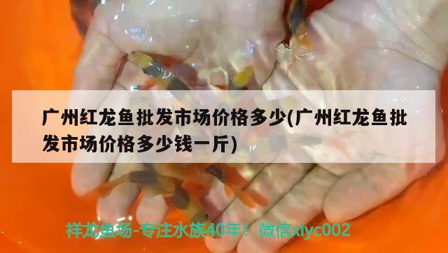 廣州紅龍魚批發(fā)市場價格多少(廣州紅龍魚批發(fā)市場價格多少錢一斤) 龍魚批發(fā)