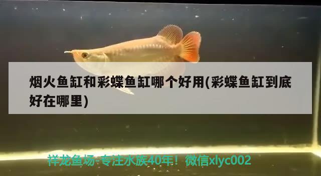 煙火魚缸和彩蝶魚缸哪個好用(彩蝶魚缸到底好在哪里)