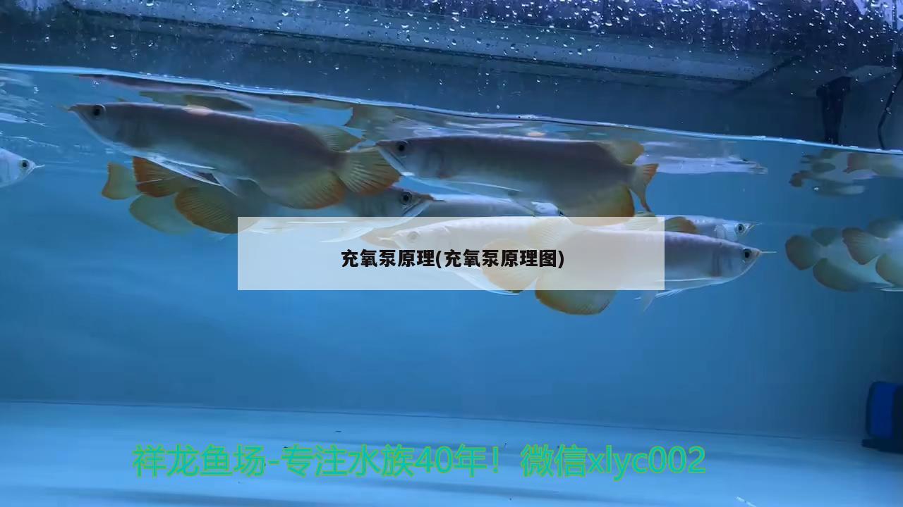 充氧泵原理(充氧泵原理圖) 元寶鳳凰魚(yú)