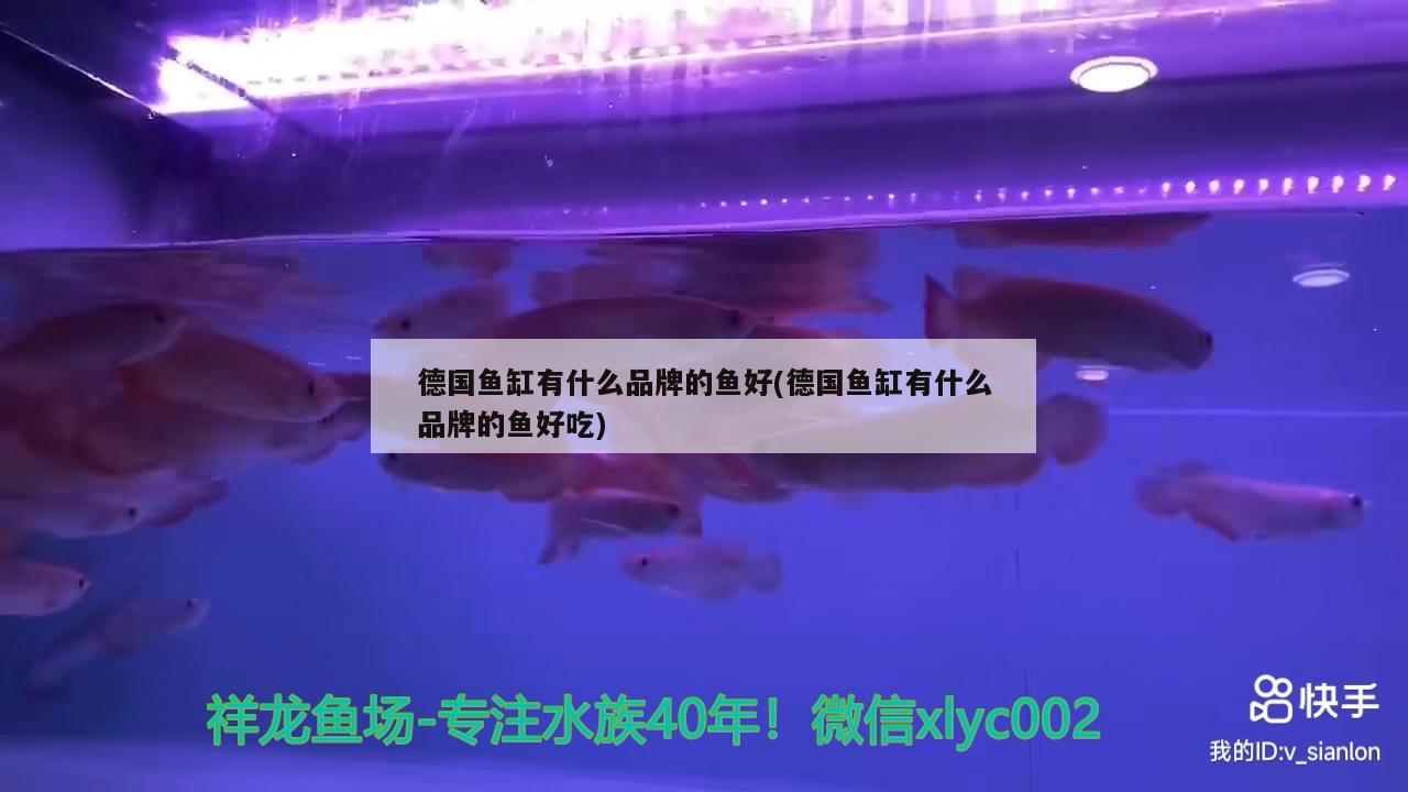 德國魚缸有什么品牌的魚好(德國魚缸有什么品牌的魚好吃) 黃金斑馬魚