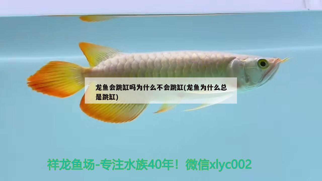 龍魚會(huì)跳缸嗎為什么不會(huì)跳缸(龍魚為什么總是跳缸) 皇冠黑白魟魚